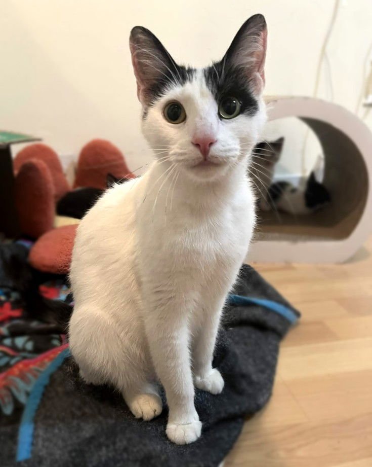 VALENTINE - Domestic Short Hair for adoption in Philadelphia