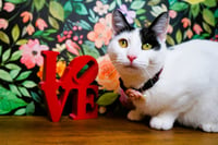 Valentine - Photo 2