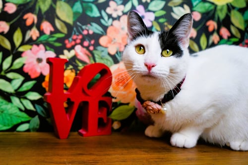 VALENTINE - Domestic Short Hair available for adoption