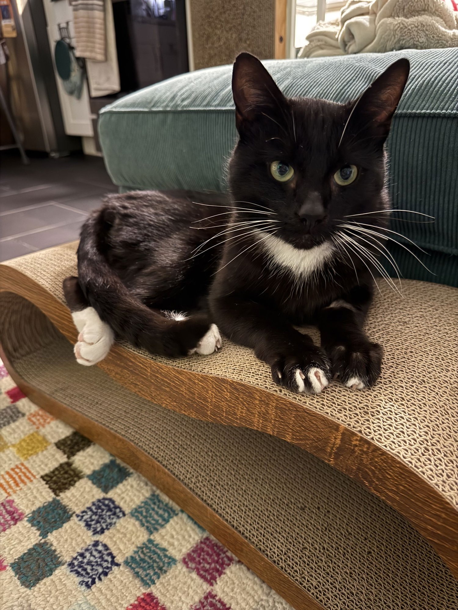 SYLVESTER - Domestic Short Hair available for adoption