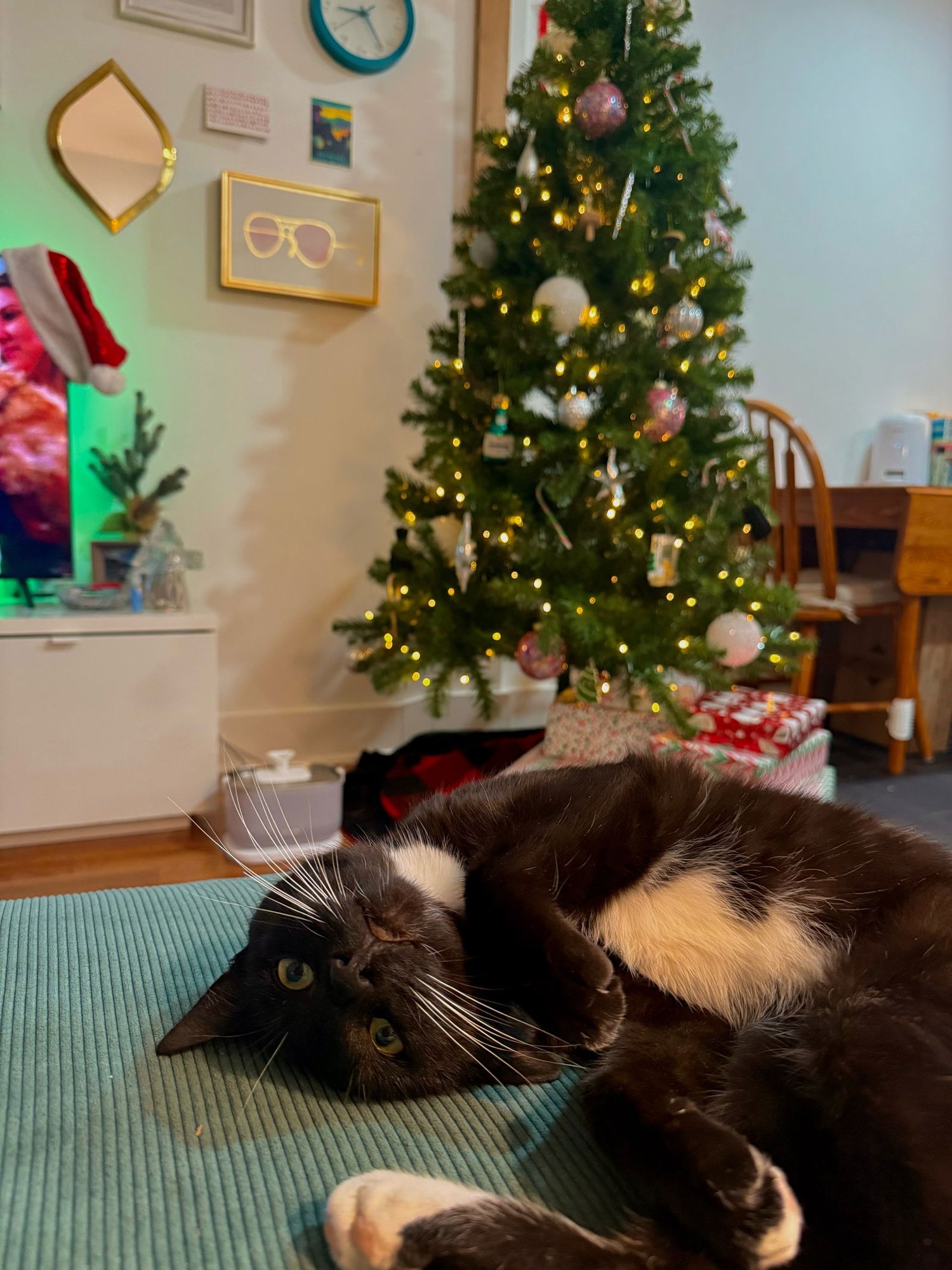 SYLVESTER - Domestic Short Hair available for adoption