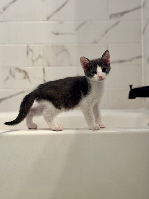 DUBLIN - Domestic Short Hair available for adoption