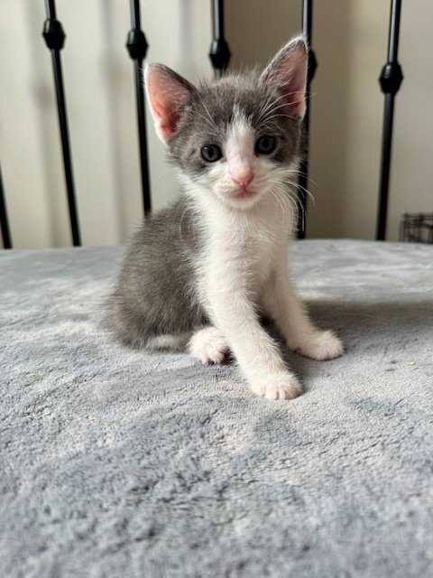 DUBLIN - Domestic Short Hair available for adoption