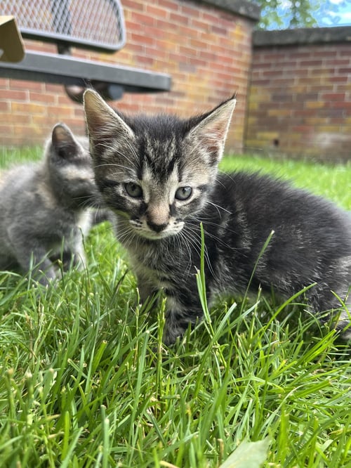 SHRIMP DUMPLING - Domestic Short Hair available for adoption