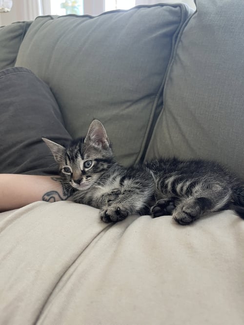 SHRIMP DUMPLING - Domestic Short Hair available for adoption