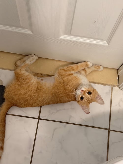 HONEY - Domestic Short Hair available for adoption