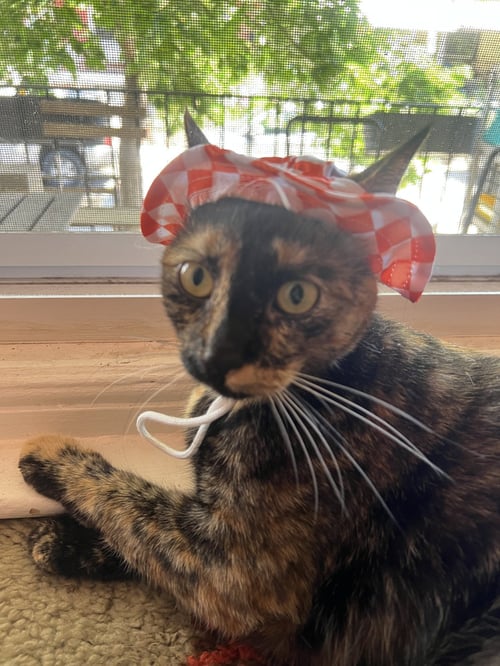 PENNY - Domestic Short Hair available for adoption