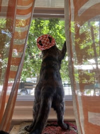 Penny - Photo 3