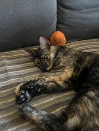 Penny - Photo 4