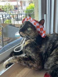 Penny - Photo 6