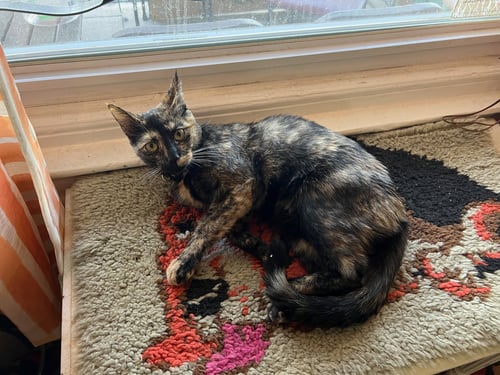 PENNY - Domestic Short Hair available for adoption