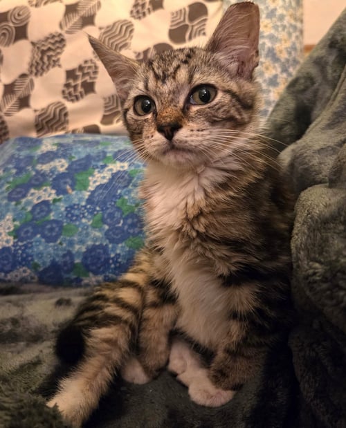FIONA - Domestic Short Hair available for adoption