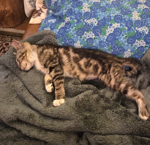 FIONA - Domestic Short Hair available for adoption