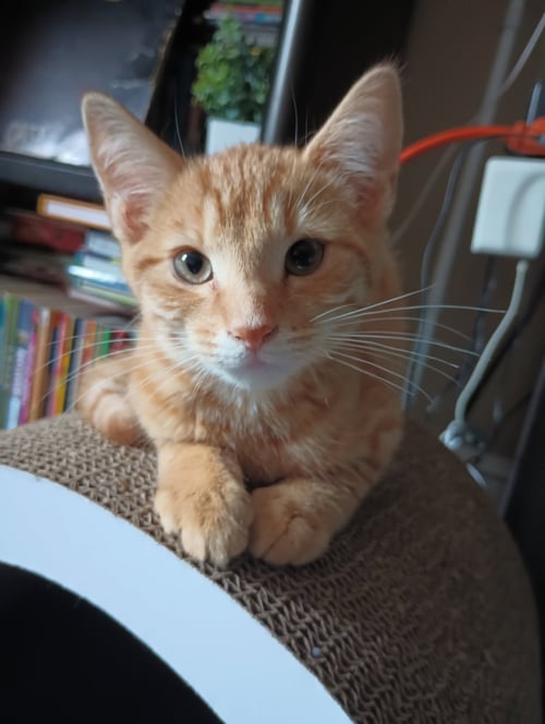DEWEY - Domestic Short Hair available for adoption