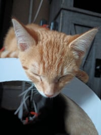 Dewey - Photo 2