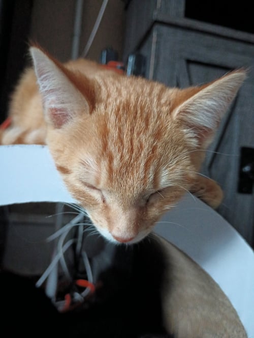 DEWEY - Domestic Short Hair available for adoption