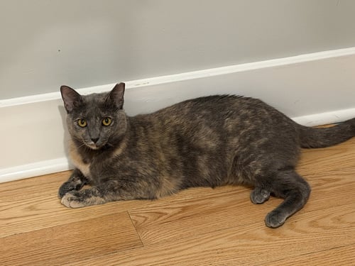 ALEXA GRADY - Domestic Short Hair available for adoption