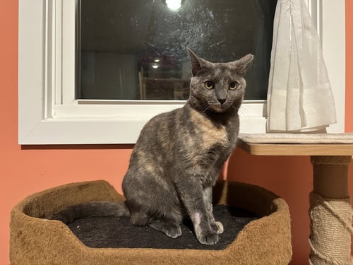 ALEXA GRADY - Domestic Short Hair available for adoption