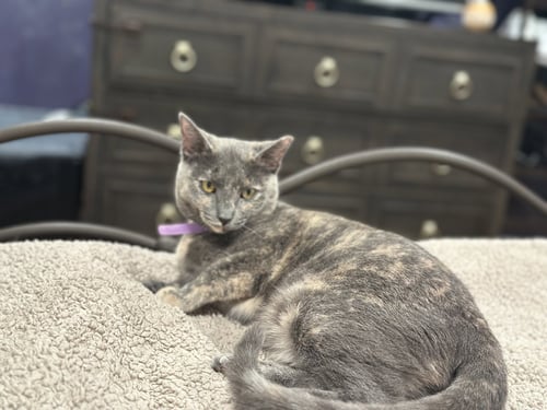 ALEXA GRADY - Domestic Short Hair available for adoption