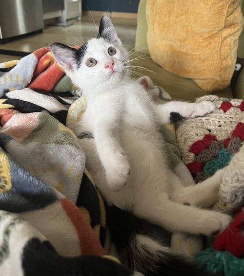 SMOOTCH - Domestic Short Hair available for adoption