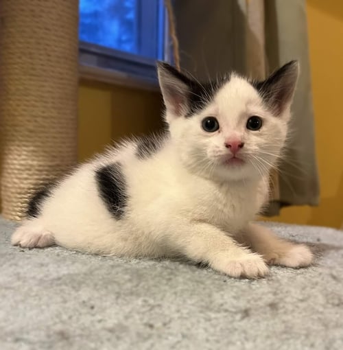 SMOOTCH - Domestic Short Hair available for adoption