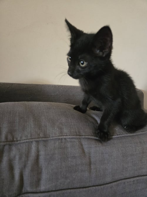 DOLPHIN - Domestic Short Hair available for adoption