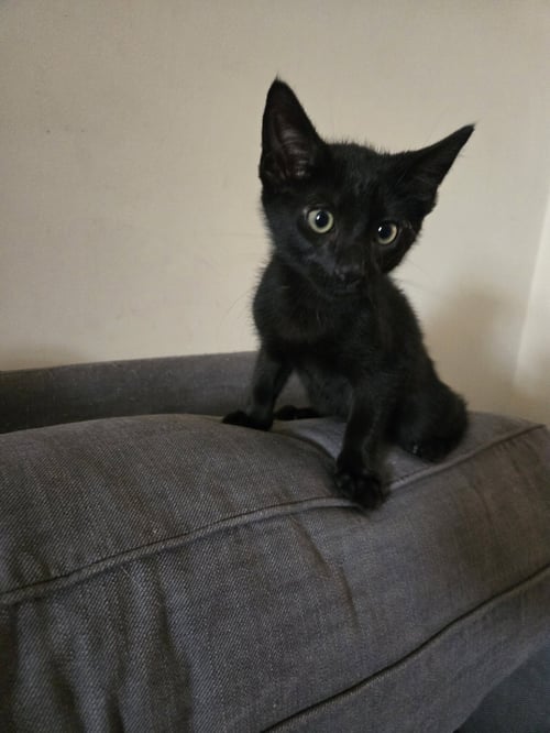 DOLPHIN - Domestic Short Hair available for adoption
