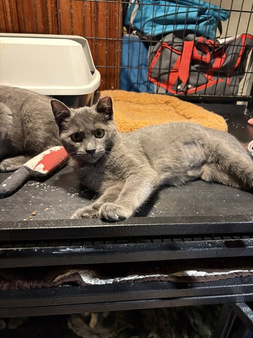 CHERRY BOMB - Domestic Short Hair / Russian Blue available for adoption