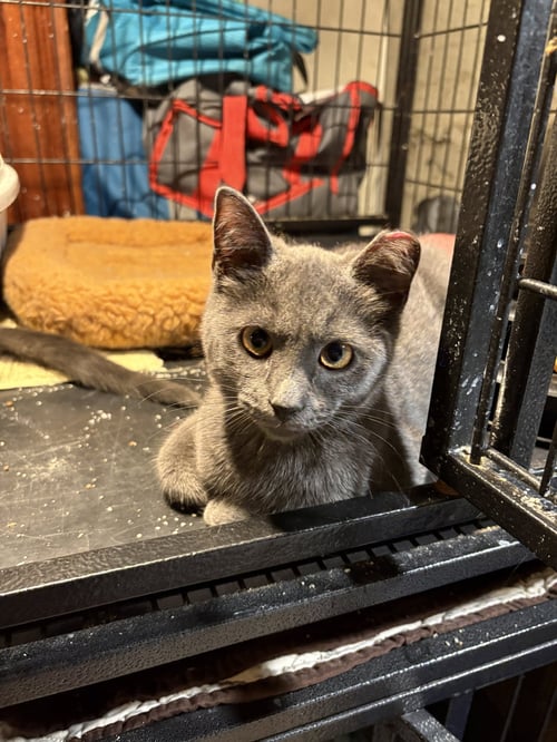 CHERRY BOMB - Domestic Short Hair / Russian Blue available for adoption