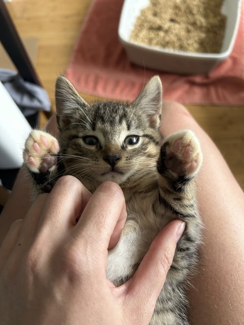 RICKY MARTIN - Domestic Short Hair available for adoption