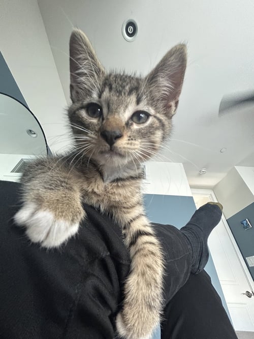 RICKY MARTIN - Domestic Short Hair available for adoption