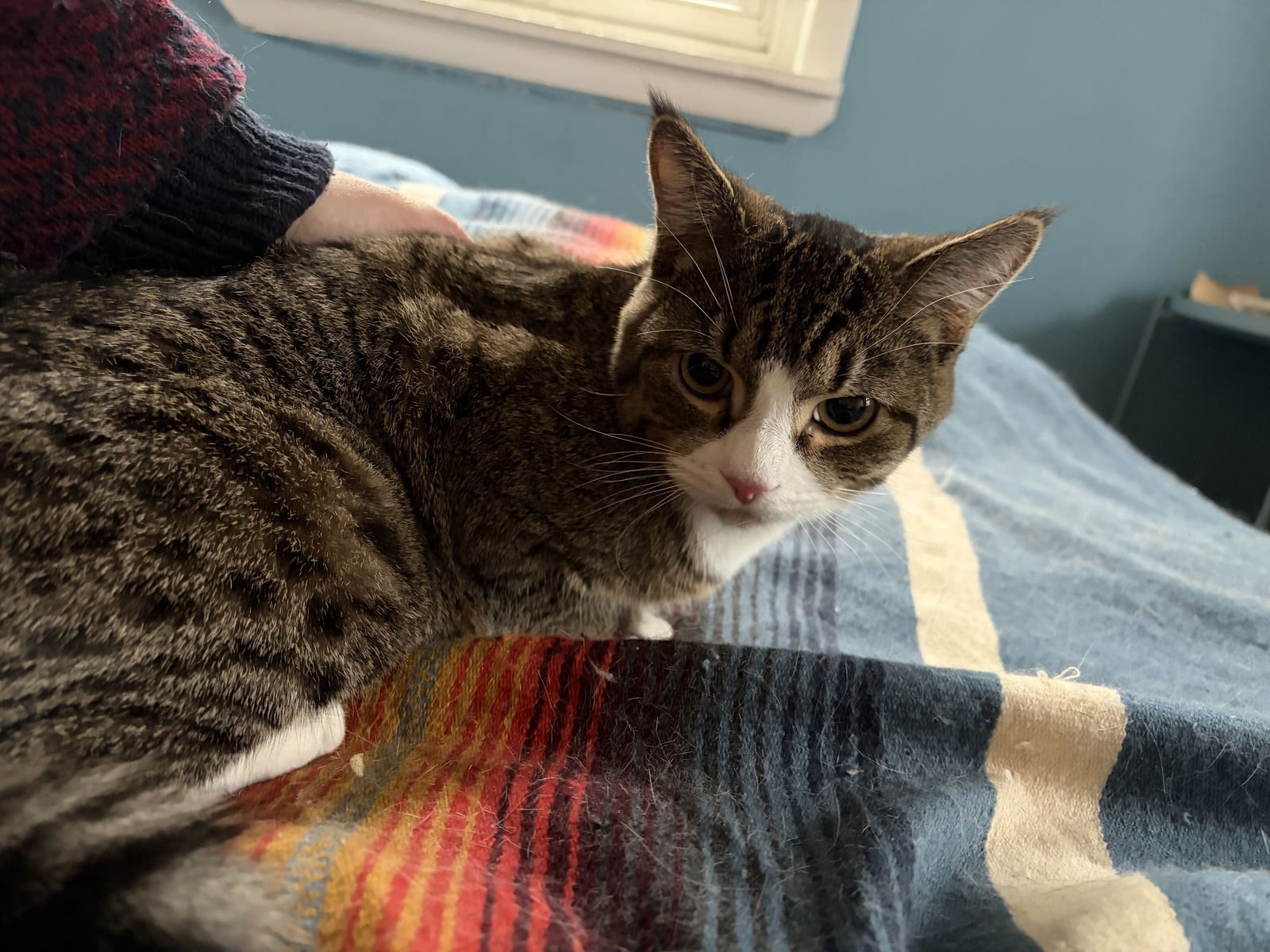 JIMMY - Domestic Short Hair / Tabby for adoption in Philadelphia