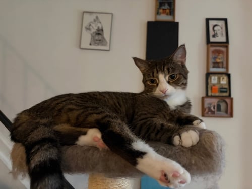 JIMMY - Domestic Short Hair / Tabby available for adoption
