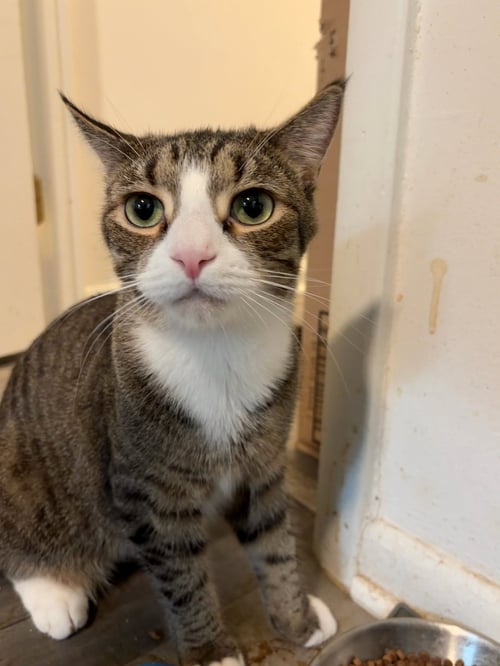 JIMMY - Domestic Short Hair / Tabby available for adoption