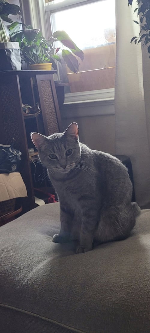 KINSEY - Domestic Short Hair / Tabby available for adoption