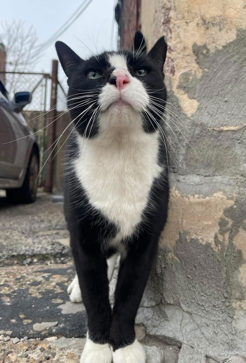 BERNIE PARENT - Domestic Short Hair available for adoption