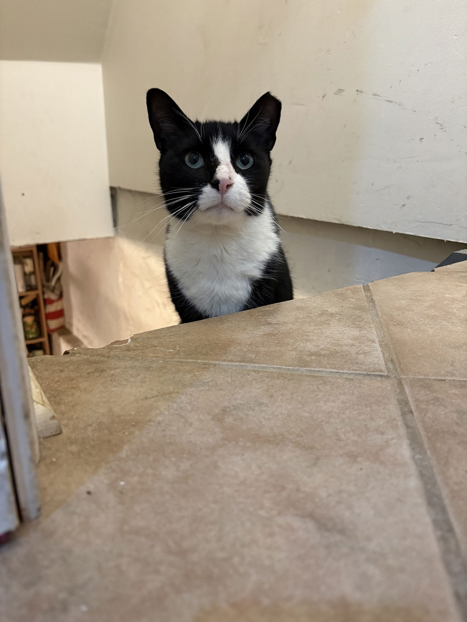 BERNIE PARENT - Domestic Short Hair available for adoption