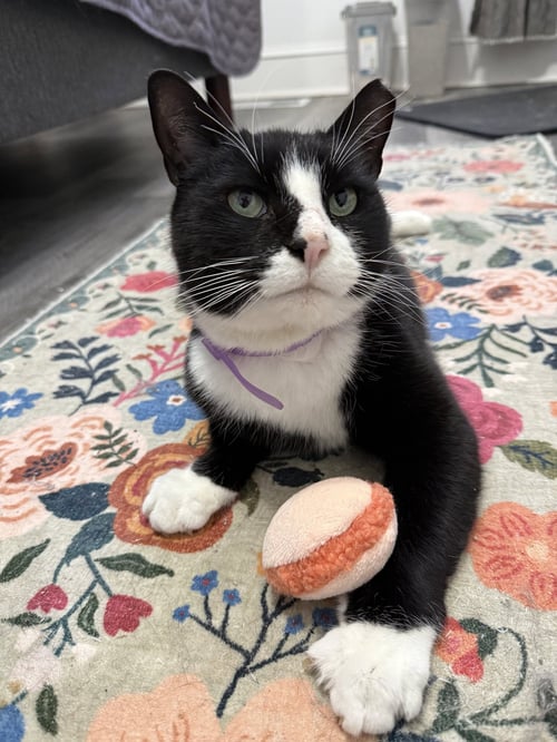 BERNIE PARENT - Domestic Short Hair available for adoption