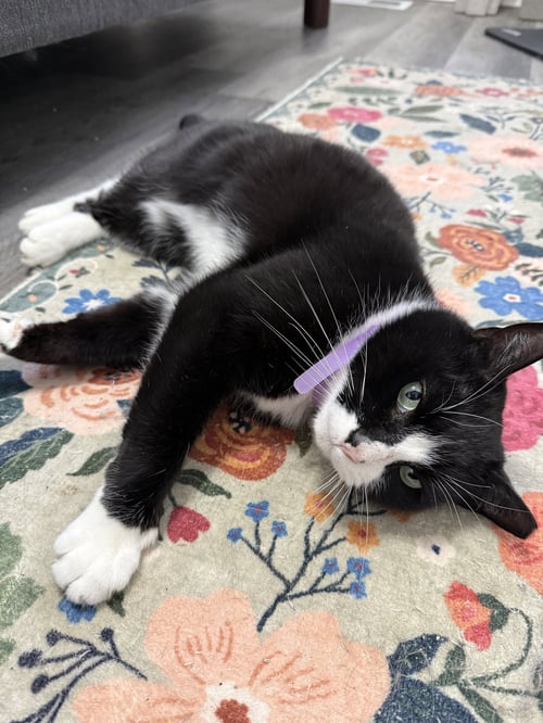 BERNIE PARENT - Domestic Short Hair available for adoption