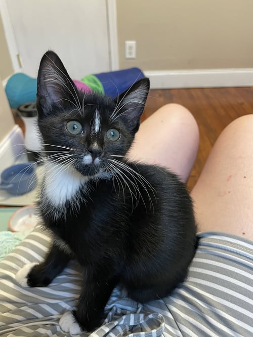 AUDREY - Domestic Short Hair available for adoption