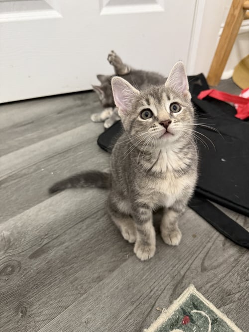 CORDYCEPS - Domestic Short Hair available for adoption
