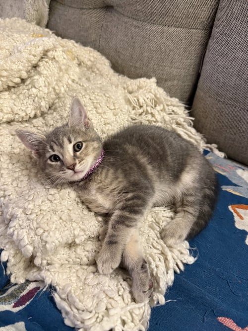 CORDYCEPS - Domestic Short Hair available for adoption