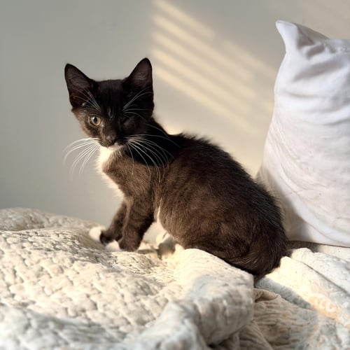 SAMURAI - Domestic Short Hair available for adoption