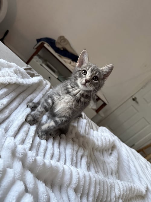 REISHI - Domestic Short Hair available for adoption