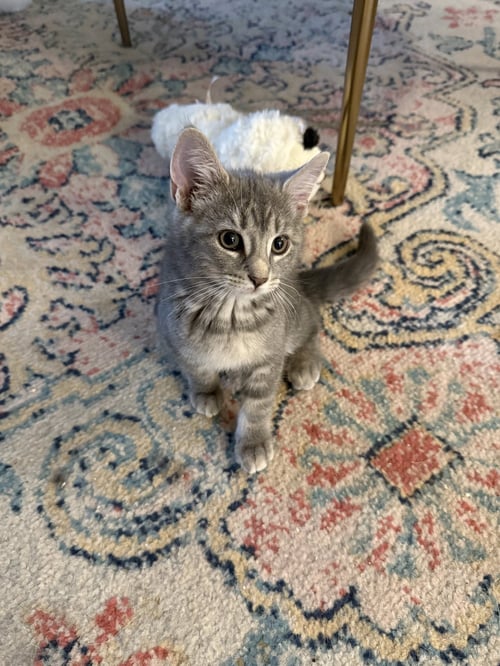 REISHI - Domestic Short Hair available for adoption