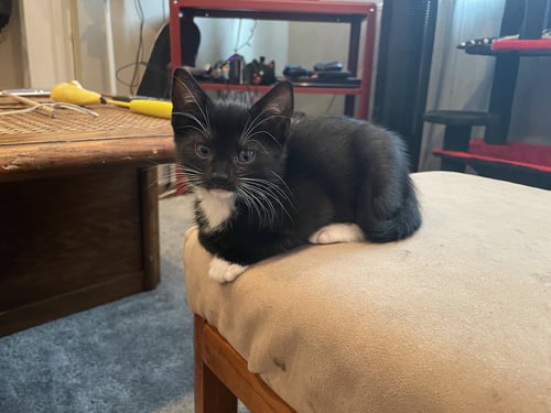 DARIA - Domestic Short Hair available for adoption