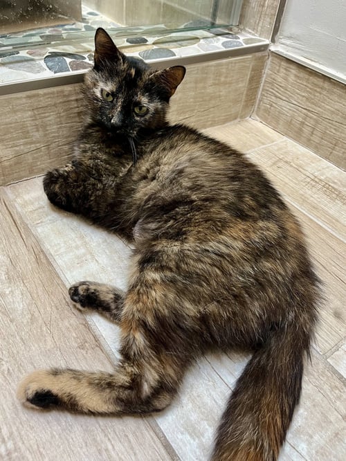 FIREFLY - Domestic Short Hair available for adoption