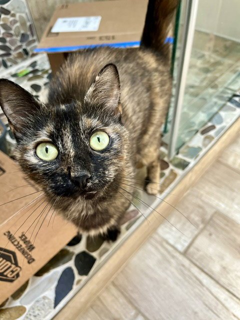 FIREFLY - Domestic Short Hair available for adoption