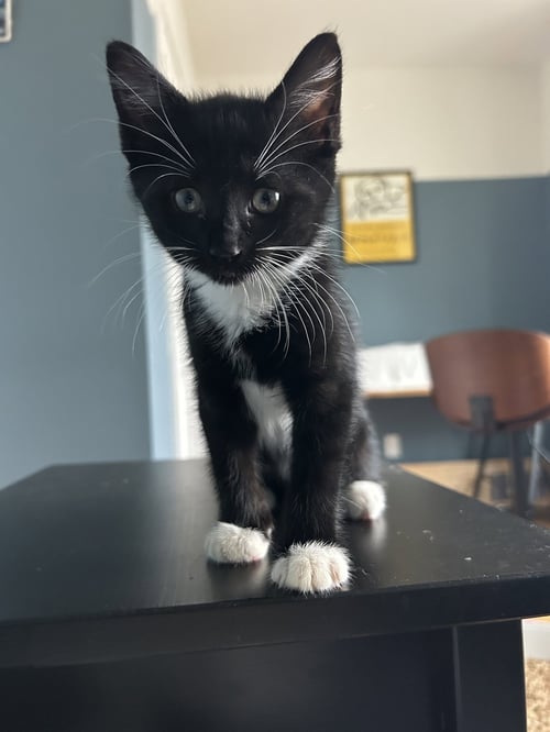CHICKEN WING - Domestic Short Hair available for adoption