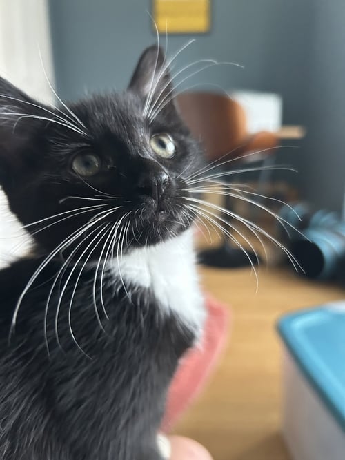 CHICKEN WING - Domestic Short Hair available for adoption
